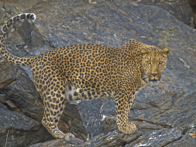 Amani Lodge, Leopard